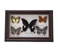 Tomotato Butterfly Specimen Frame, 11.6x7.7 in Blue Morpho Butterfly Under Glass Ornament Decorative Display for Wall Table Home Decor (balck frame)