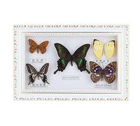Tomotato Butterfly Specimen Frame, Butterfly Specimens Under Glass Ornament Blue Morpho Butterfly Display Decor for Wall Table(11.6in*7.7in)(White Frame)
