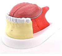 Tongue and Teeth Anatomical Model for Teaching and Learning | Interactive model enhances understanding of tongue and teeth anatomy.