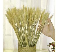 TooGet Dried Wheat Sheaves Stalks Bouquet Bundles, 200 Stems Natural Ear of Wheat Grain Flowers Dry Grass Bunch DIY Arrangements for Home Wedding Store Decorative