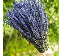TooGet Lavender Dried Ultra Blue Bundles 400+ Stems(16" - 18" Long) for Home Decor, Crafts, Gift,Wedding or Any Occasion