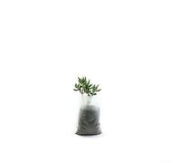 ToolsEvery Biodegradable Nonwoven Planting Pots 100 Count for Sustainable Gardening (7x9cm)