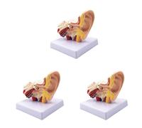 Toolvvik 3pcs 1.5X Human Ear Anatomy Model - Professional Desktop Inner Ear Structure Simulation Model for Education