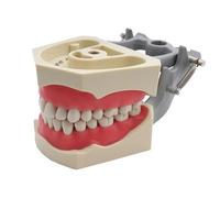 Tooth & Dental Pulp Restoration Model - Teeth Teaching Model - Typhoon Tooth Simulated Oral Tooth Teeth Demonstration Model,Teaching