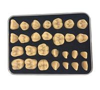 Tooth Maxillofacial Anatomy Model Human Teeth Display Model Carving Tooth Guidance Model Teeth Pathological Teaching Tool