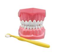 Tooth Model - Abs Educational Display + Mouth Model | 9.6cm Hygiene Training Aid + Dentist Tools | Teaching Tooth Brushing Demonstration Kit for Home School Study Supplies