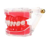 Tooth Teaching Model Removable Typodont Demonstration Model