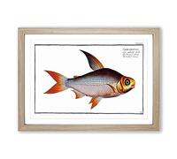 Toothless Salmon Fish by M.E. Bloch Framed Print | A2 Oak Framed Wall Art | Ready to Hang | Modern Animal Picture | Living Room Bedroom Lounge Office