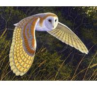Top Banana Gifts British Birds - Barn Owl - Quality Mouse Mat