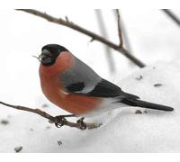 Top Banana Gifts British Birds - Bullfinch - Quality Mouse Mat