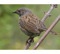 Top Banana Gifts British Birds - Dunnock - Quality Mouse Mat
