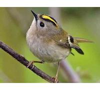 Top Banana Gifts British Birds - Goldcrest - Quality Mouse Mat