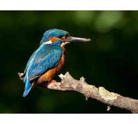 Top Banana Gifts British Birds - Kingfisher - Quality Mouse Mat
