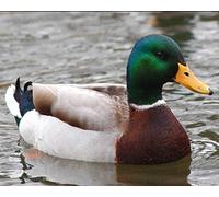 Top Banana Gifts British Birds - Mallard Duck - Quality Mouse Mat