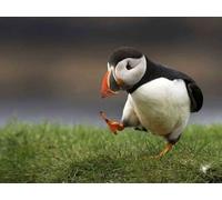 Top Banana Gifts British Birds - Puffin - Quality Mouse Mat 24 x 19 cm