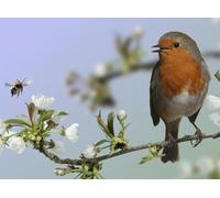 Top Banana Gifts British Birds - Robin - Quality Mouse Mat #2