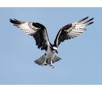 Top Banana Gifts British Birds - The Osprey - Quality Mouse Mat