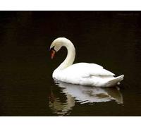 Top Banana Gifts British Birds - White Swan- Quality Mouse Mat