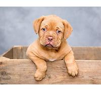 Top Banana Gifts Cute Dogue De Bordeaux Puppy - Premium Quality Mouse Mat, 254 x 19cm