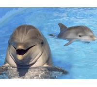 Top Banana Gifts Cute Dolphins - Quality Mouse Mat 24 x 19cm - #2
