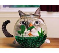 Top Banana Gifts Funny Fishbowl Cat Quality Mouse Mat