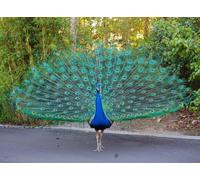 Top Banana Gifts Wild Birds - The Peacock - Quality Mouse Mat/Pad - 24 x 19 cm