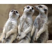 Top Banana Gifts Wildlife - Cute Leaning Meerkats - Quality Mouse Mat