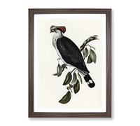 Top Knot Pigeon Bird By Elizabeth Gould Vintage Framed Print | A2 Walnut Framed Wall Art | Ready to Hang | Classic Animal Picture | Living Room Bedroom Lounge Office