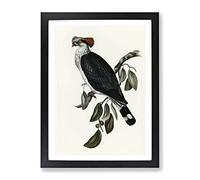 Top Knot Pigeon Bird By Elizabeth Gould Vintage Framed Wall Art Print, Ready to Hang Picture for Living Room Bedroom Home Office Décor, Black A2 (64 x 46 cm)