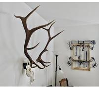 Top Rack Elk Mount European Skull Hanger (Raging Bull)