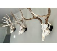 Top Rack: European Skull Mount Hangers Trophy Buck: Deer, Raging Bull: Elk, and Mammoth: Steer/Bison/Moose (Trophy Buck Black)