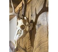 Top Rack: European Skull Mount Hangers Trophy Buck: Deer, Raging Bull: Elk, and Mammoth: Steer/Bison/Moose (Trophy Buck Bone)
