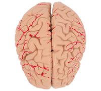 TOPBATHY 1pc Lifelike Human Brain Anatomy Model Removable Teaching Display for Realistic Brain Structure for Learning and Study Safe Environmental Friendly Material