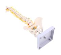 TOPBATHY 1pc Manual Handling Spine Anatomy Model Vertebral Column Model Spinal Pelvis Heads Vertebral Nerve Branches Herniated Disc