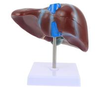 TOPBATHY 1pc Medical Anatomical Liver Model with Base Realistic Display for Teaching Environmental Friendly Material for Schools and Laboratories Human Body Anatomy Education