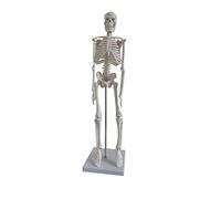 TOPBATHY 45cm Human Skeleton Model Anatomical Skeleton Aid for Medical Yoga Fitness and Art Study Detailed Human Skeletal System Model