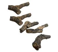 TOPBATHY 5pcs Stromatoporoid Specimens for Teaching Science Education Natural Ancient Simulation Models Random Styles for Classroom Collection and Research Display