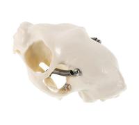 TOPBATHY Authentic Cat Skull Anatomy Model Detailed Anatomical Skull Prop for Educational Use Realistic Cat Head Figurine for Classroom Training and Display Decor