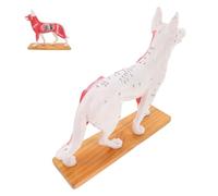 TOPBATHY Dog Acupuncture Model Detailed Canine Anatomy Training Tool for Students and Veterinarians Material for Teaching and Learning Display