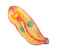 TOPBATHY Earthworm Anatomy Model for School Biology Lab and Classroom Instruction, Lightweight Plastic Animal Dissection Model Detailed Structure and Educational Resources for Student