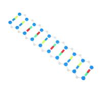 TOPBATHY Educational Dna Model Kit for Molecular Genetics Double Helix Structure for Classroom Teaching and Laboratory Exploration Components for Enhanced Learning