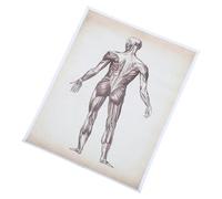 TOPBATHY Human Anatomy Skeletal Muscle Anatomy Poster 40x50cm Decorative Hanging Science Chart for Living Room Bedroom Study