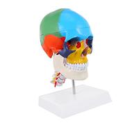 TOPBATHY Human Skull Anatomical Model PVC Colored Head Model for Distinct Regions for Anatomy Study Learning Tool for Schools and Training Institutions