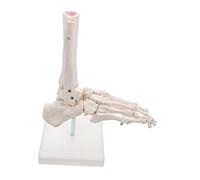 TOPBATHY Realistic Foot Skeleton Anatomical Model Plastic Foot Joint for Medical Study Halloween Decor