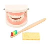 TOPBATHY Standard Teeth Brushing Teaching Model Kit for Kids with Hand-Sized Toothbrush and Cleaning Cloth Educational Dental Care Model for Oral Hygiene Learning and Coordination Practice