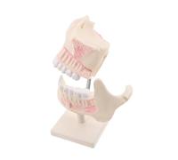 TOPBATHY Typodont Model for Student Practice Plastic Teeth with Precise Features for Technician Training and Oral Study in Education