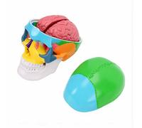 Topiky Skull Model Detachable Brain Science Education Skull Display