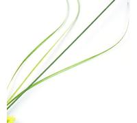 TOPINCN 2Pcs Dandelion Cat Teaser Wand, High Simulation Green Dog Tail Reed Grass Shape with 3 Color Options, Interactive Play Toy for Kitten Claw Grinding Daily Exercise (Blue)