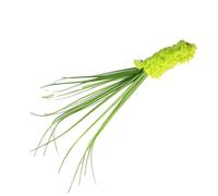 TOPINCN 5Pcs Simulated Reed Grass Cat Wand, High Simulation Dog Tail Grass Cat Teaser with Soft Plush Tip and Flexible Rod, Interactive Toy for Pet Stress Relief Energy Burning Play (Green)