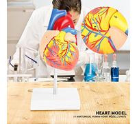 TOPINCN Model of the Human Heart - Anatomical Study of Life Size - Removable 2 Parts Education the Patient Environmental PVC